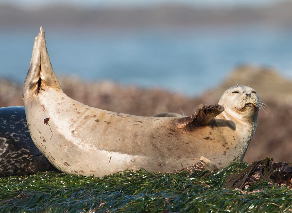 Seal lying on the ground with its flippers in the air