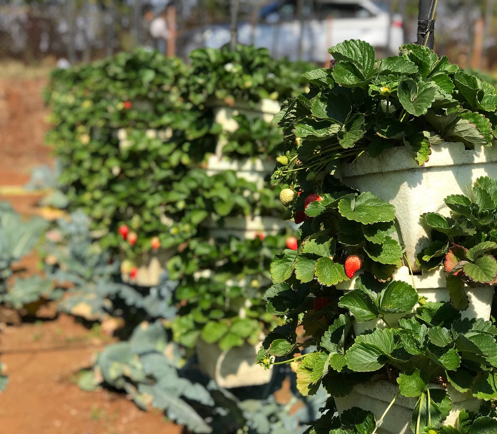 ‘Mahabaleshwar strawberry’