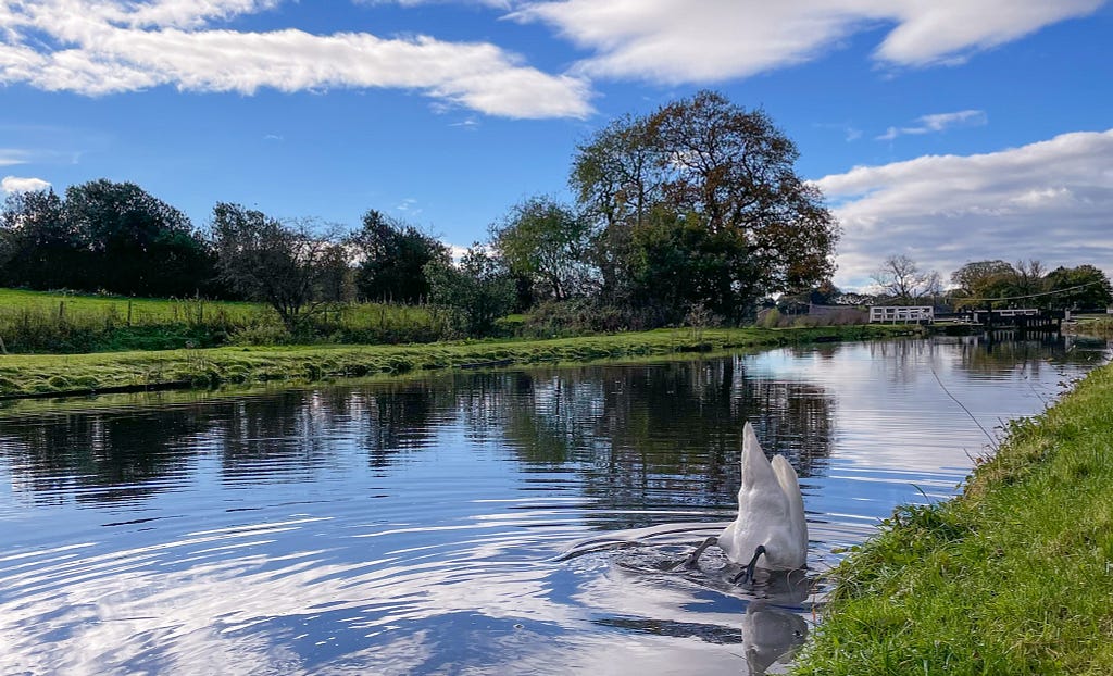 Swan Dive — mute swan turns upside down in canal