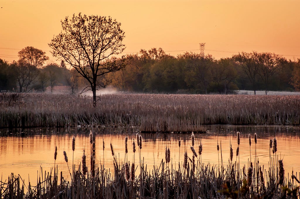 Wetland at sunrise bathed in golden light