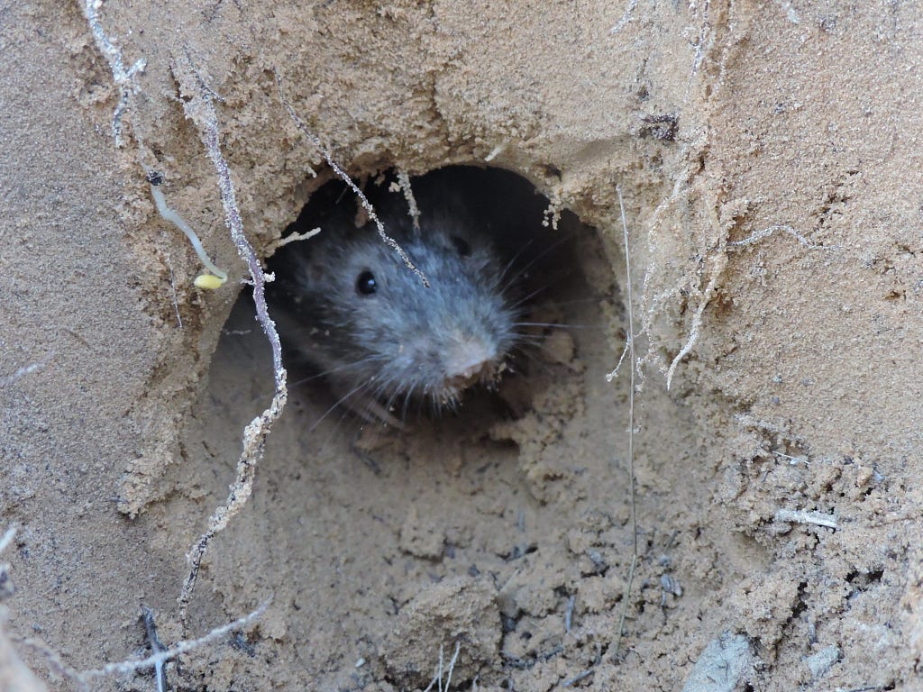 Plains pocket gopher poking head out of mound