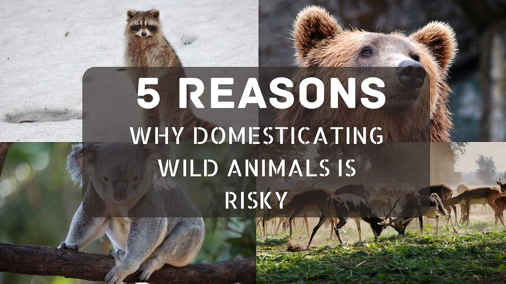 Five Reasons Why Domesticating Wild Animals Is Risky