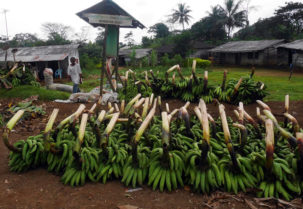 Bananas that has been gathered for transport to the city.