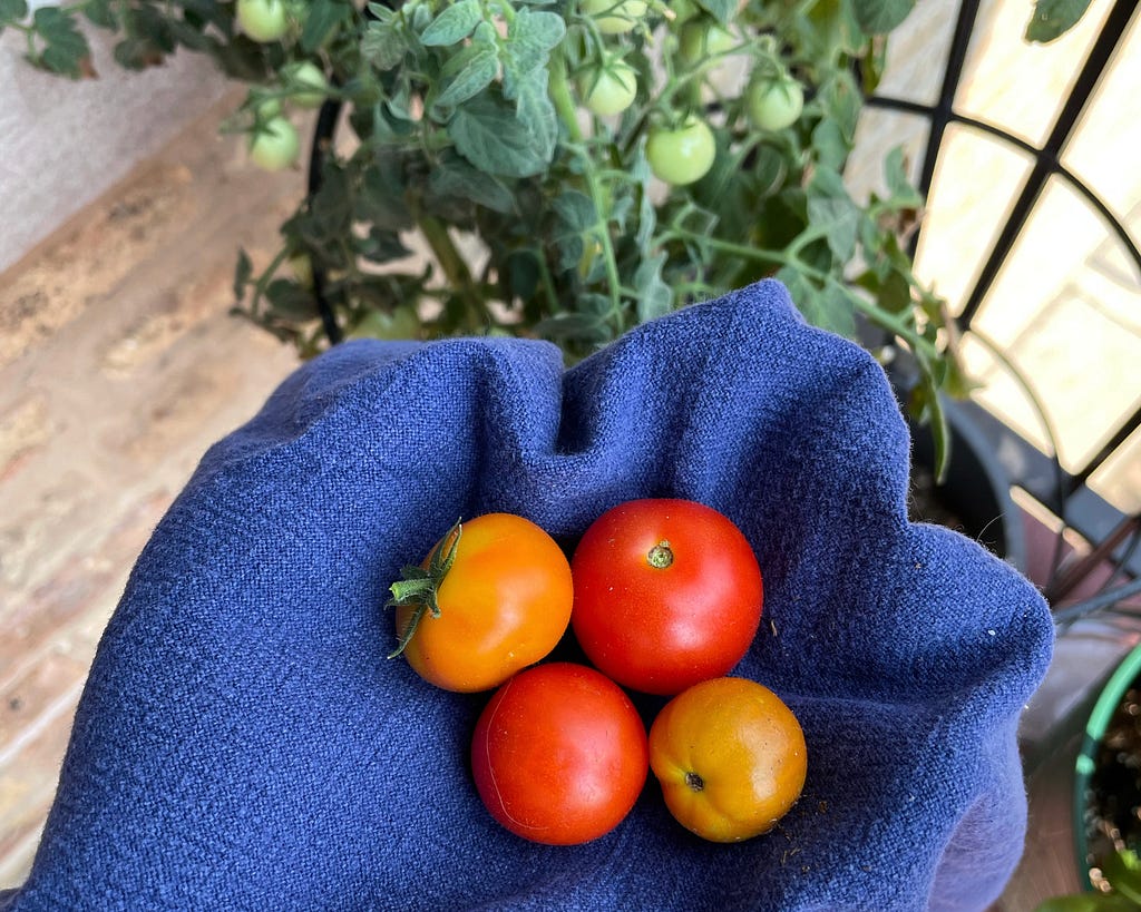 An outstretched hand covered by a blue hand towel with four red and orange tomatoes nestled in the palm. In the background, a tomato plant with small green tomatoes growing in.
