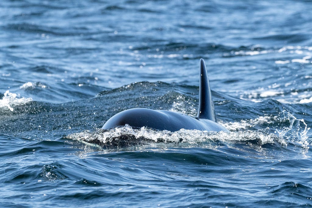 orca whale swimming towards our boat,dorsal fin in the air