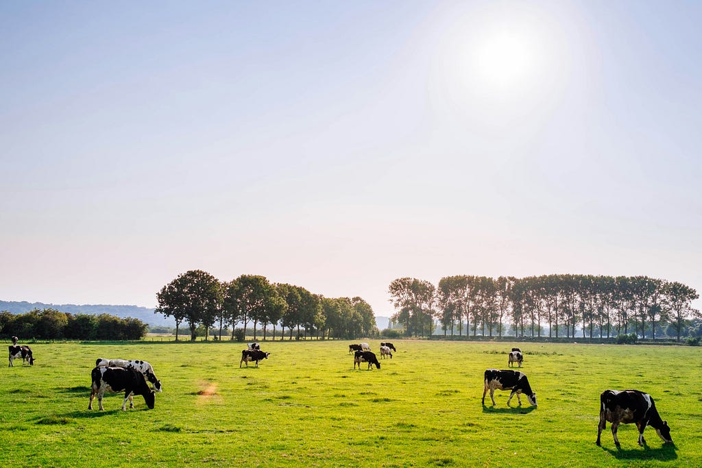 cow brewer’s yeast