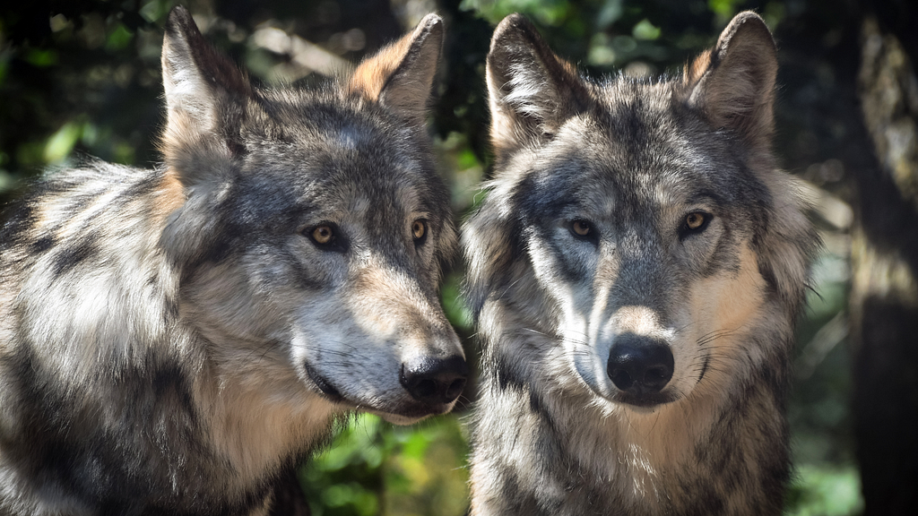 Two grey wolves at Yellowstone National Park.