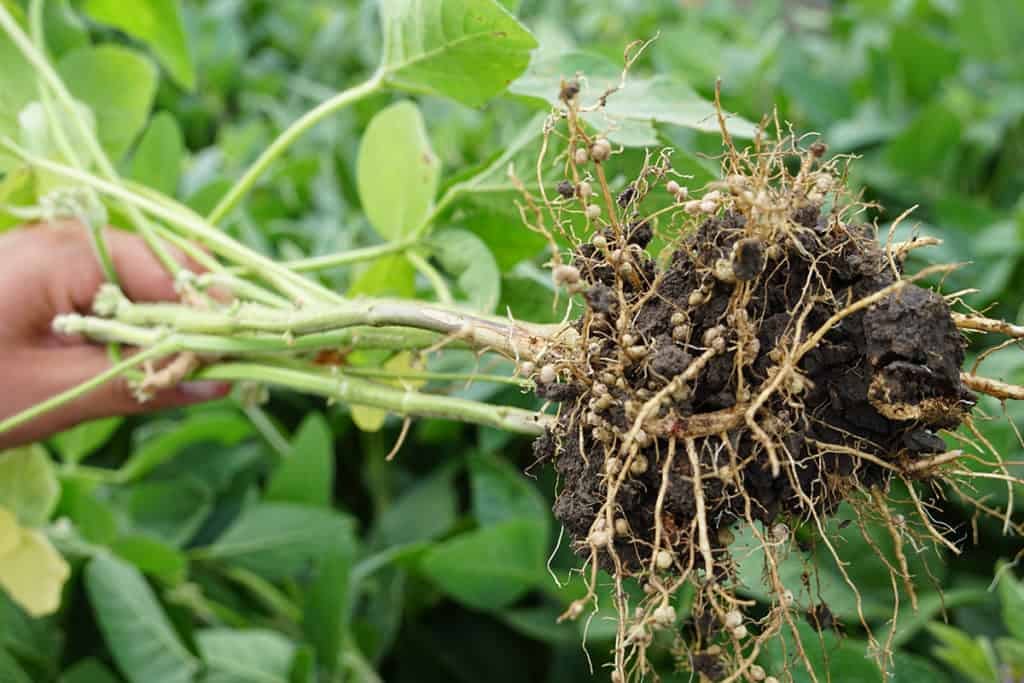 Study: Legumes are Superior to Animal Manure in Soil Restoration and Fertilization