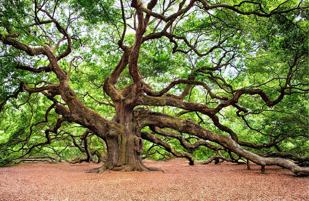 A large old oak tree reaching across the ground.
