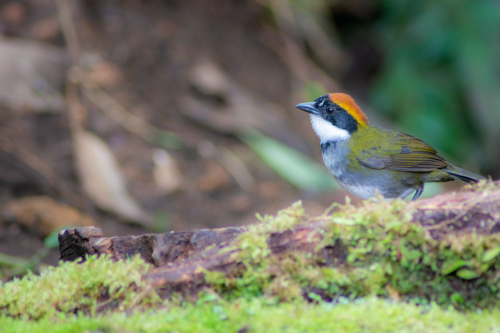 A chestnut-capped Brush Finch bird perches on a log surrounded by green grass.
