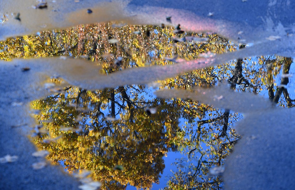 A reflection of a golden-leafed tree in a puddle of water in a parking lot.