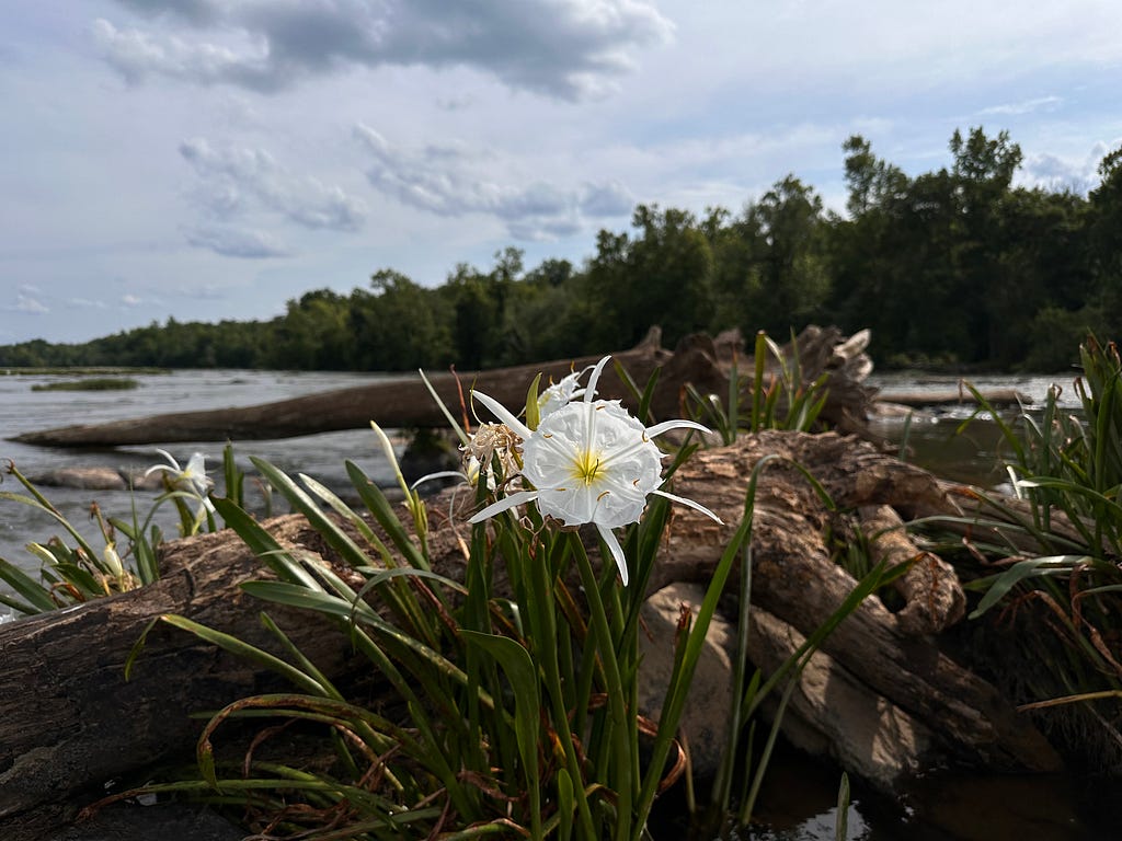 Single spider lily in front of tree log in the middle of a river