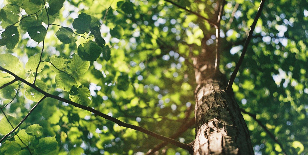 A tree grows up toward the sun, spreading branches and leaves from a strong central trunk.