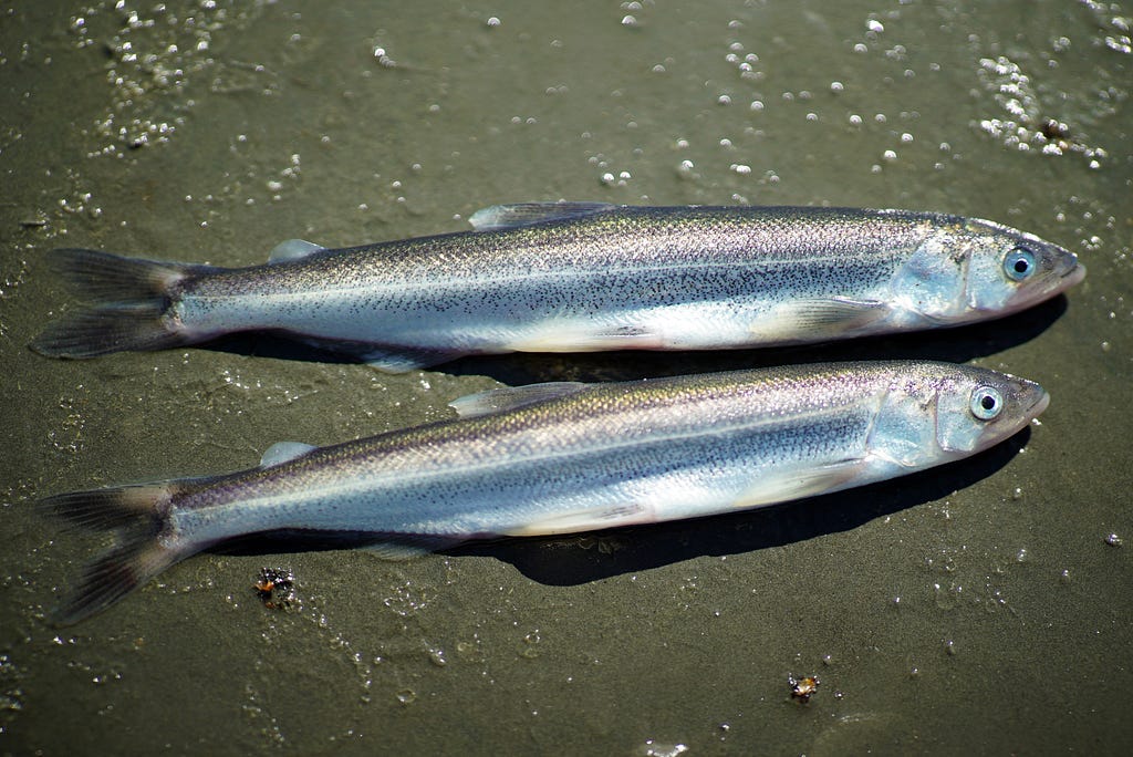 two fish on a silty beach