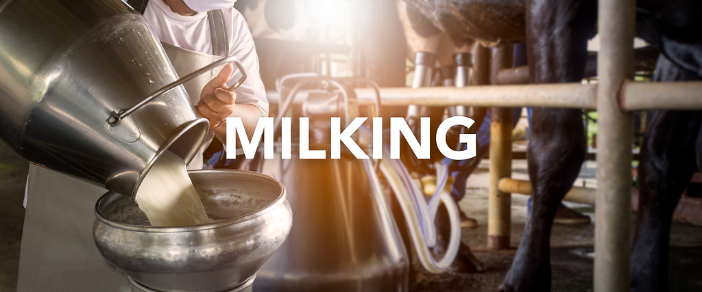 MILKING: THE OPPORTUNITY