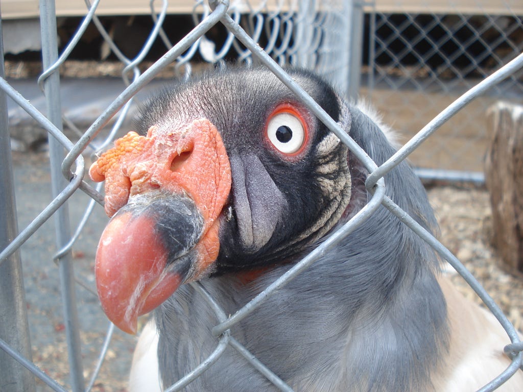 An adult king vulture standing on the ground in a chain link enclosure pokes his beak through the fence to look eagerly at the viewer.