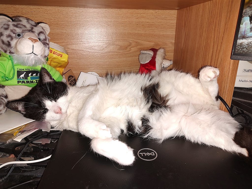 Our white kitty with black markings, Bandit, sprawls across the top of my laptop, sound asleep
