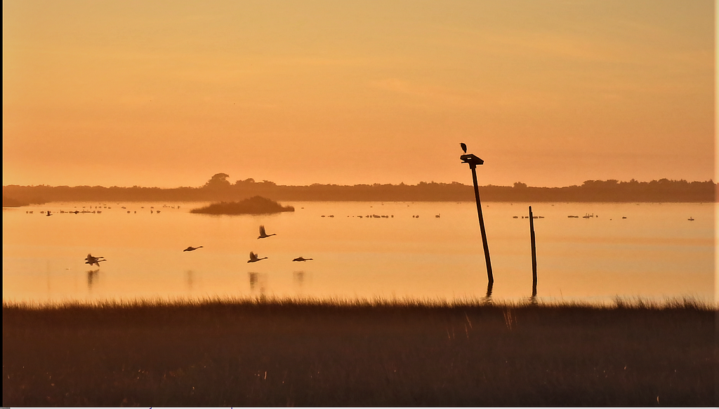 photo of water birds in and around water; photo is orangish