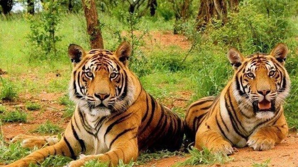 Sariska Tiger Reserve