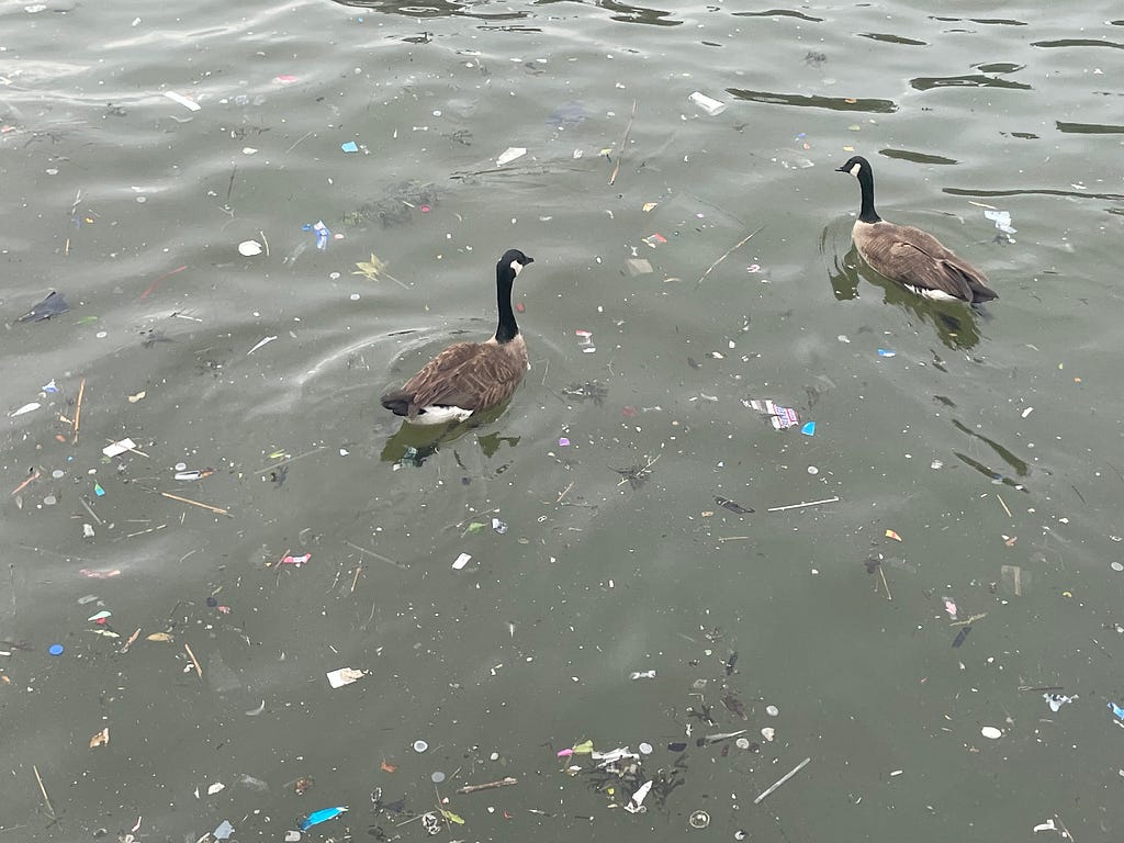 A pair of Canadian Geese navigate the plastic and trash-filled waters of New York City’s Hudson River