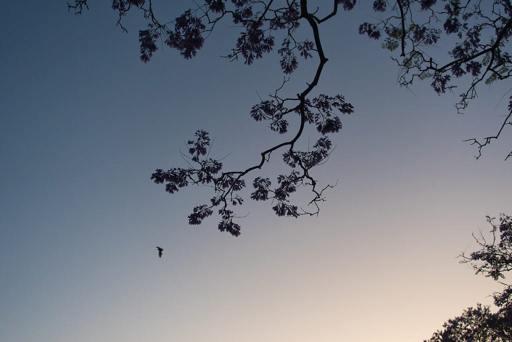 A blue-cream colored sunset with a Jacaranda branch in focus along with a bird/bat in the background.