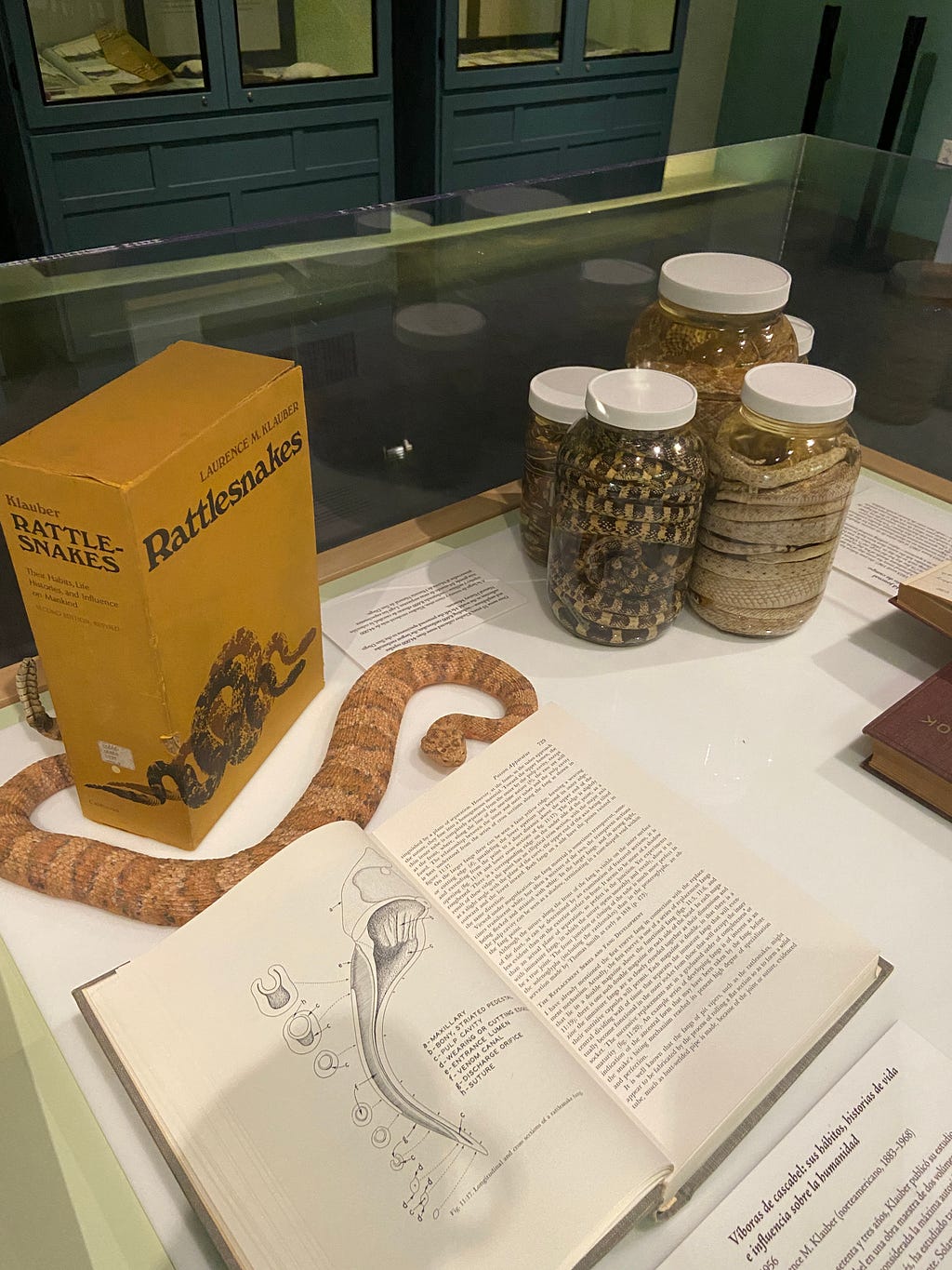 Klauber was 73 years old when he published his masterwork Rattlesnakes: Their Habits, Life Histories, and Influence on Mankind. The two volumes had 1,533 pages with an index 75 pages long. (KimberlyUs)