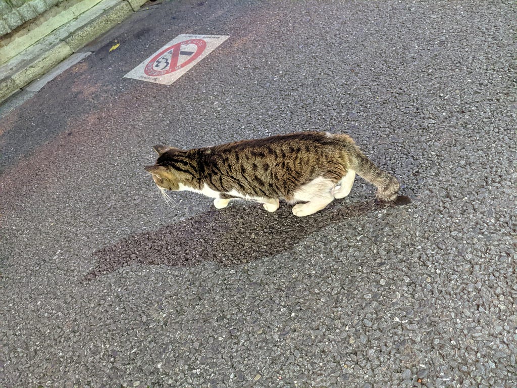 路上の猫