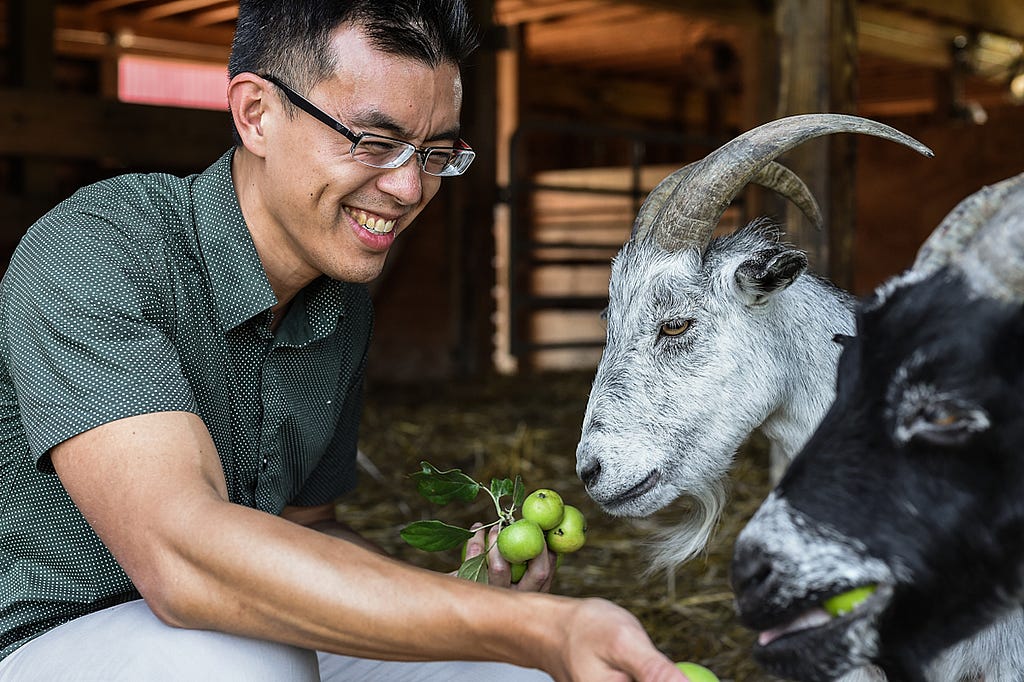 Wayne Hsiung is an American attorney and activist. Hsiung is a co-founder of the animal rights network Direct Action Everywhere (DXE). Here, he feeds apples to rescued goats at Farm Sanctuary. USA, 2015. Jo-Anne McArthur / We Animals Media