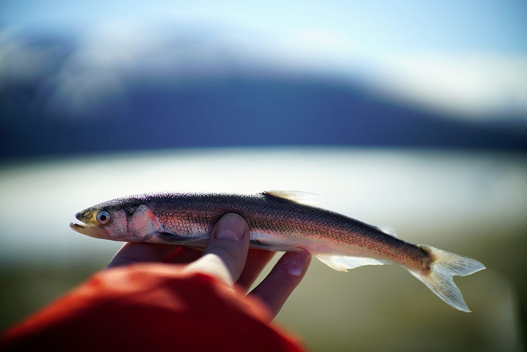 a small fish in someone’s hand with mountains and water in the background