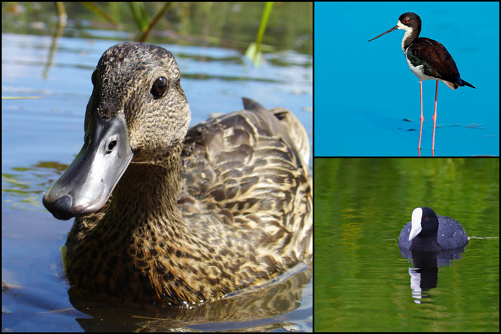 A collage of three waterbirds. Hawaiian duck sits in a gentle pool of water, its feathers brown and black. A Hawaiian stilt stands in a blue pool of water, its feathers black with a white under belly. And a Hawaiian coot floats in green water. Black feathers cover its entire body but its face is white.