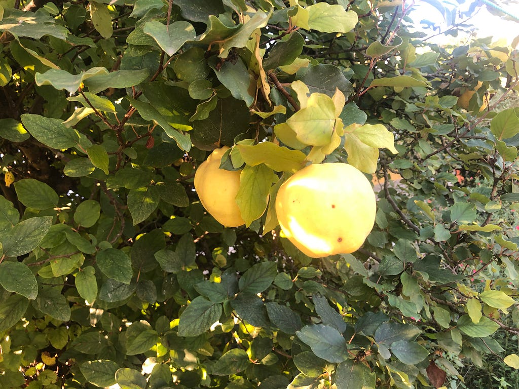 Quince in Benedita’s garden. Photo credit by the Author: Chris H