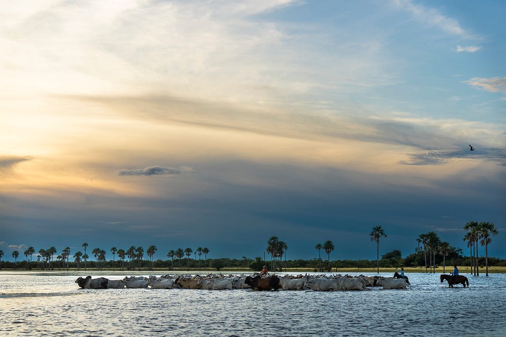 Cattlemen on horseback direct a herd of cows along a shallow river with a dramatic skyline view lighting their way.