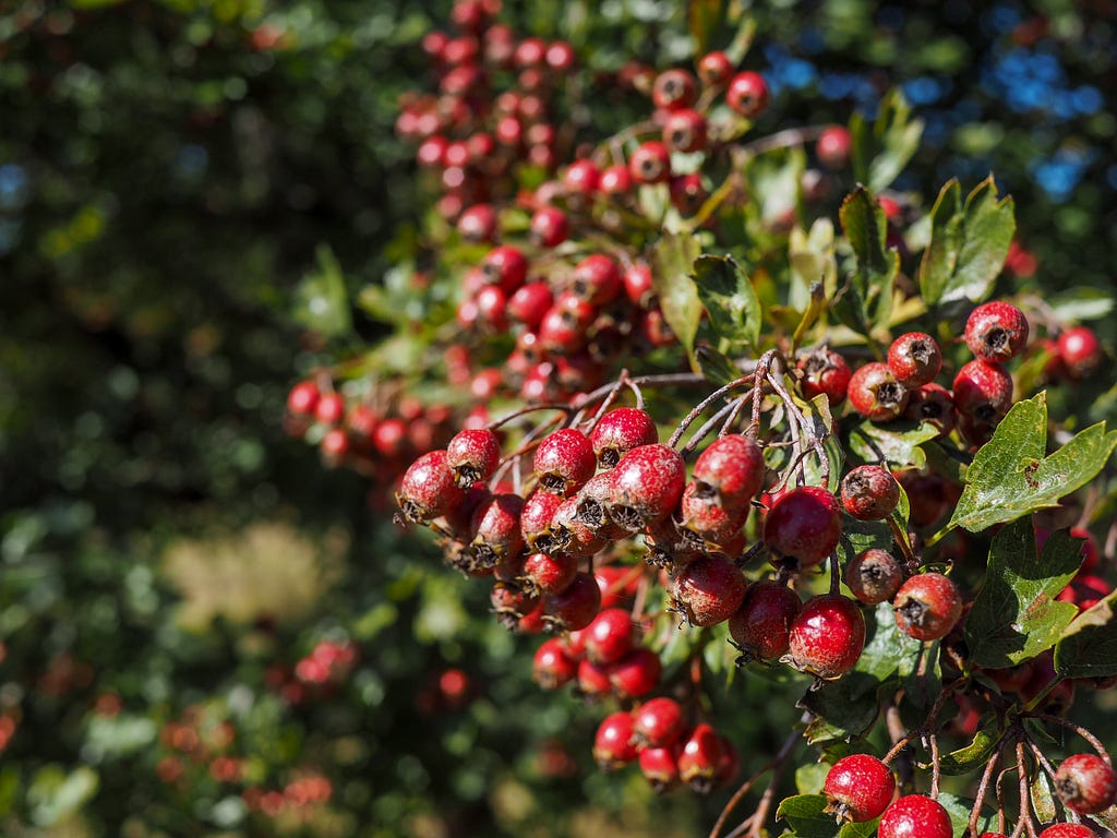 Sprays of hawthorn berries in the autumn sunshine.