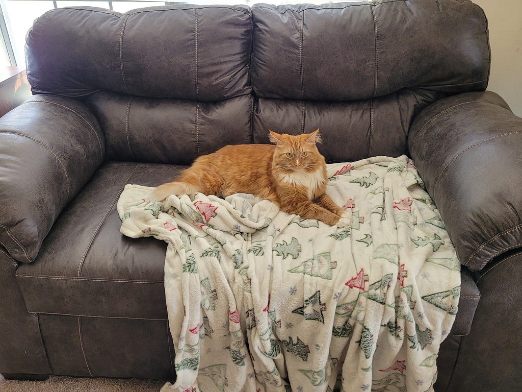 Annoyed orange and white tabby cat laying on a green, red, and white tree blanket on a dark brown loveseat.