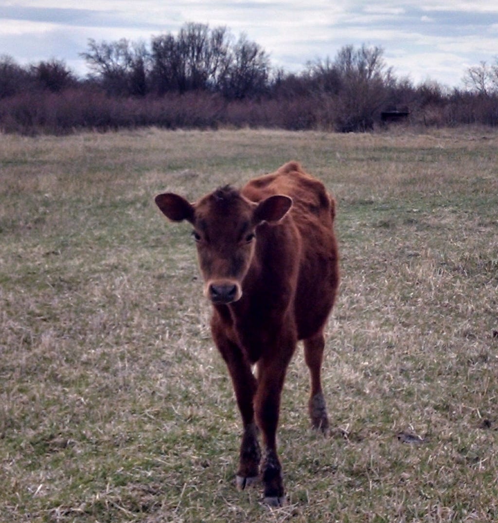 A red-brown calf approaches the camera with curiosity on an overcast day in a brown field.