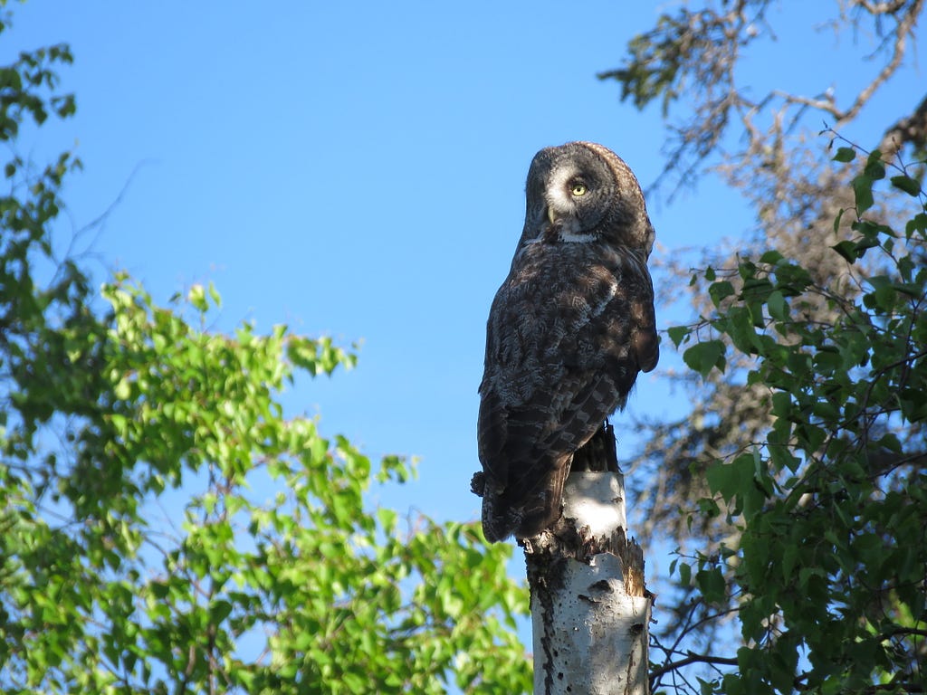 A great gray owl staring out from a perch at the top of a snag in the sunshine.