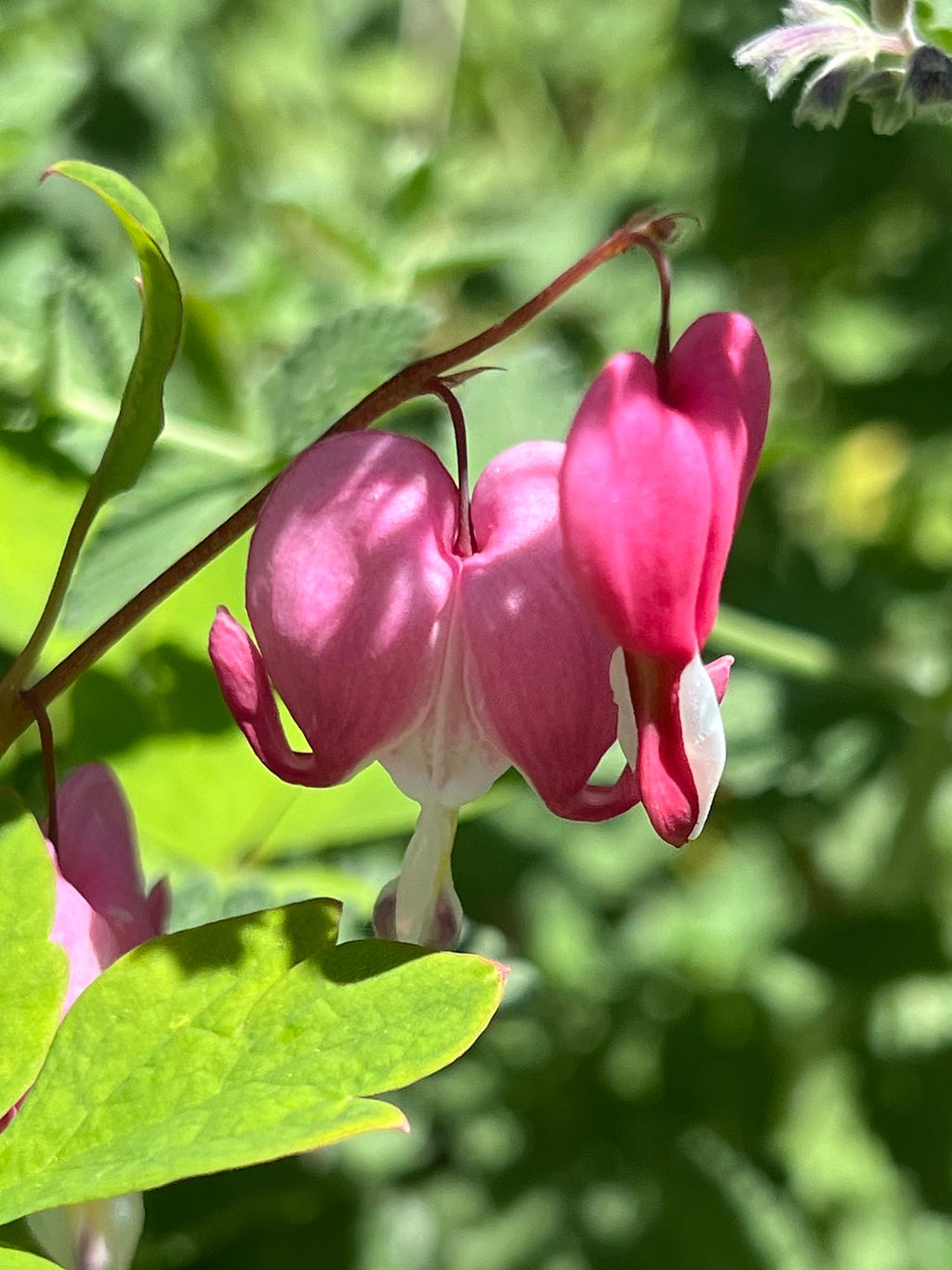 Pink and white bleeding hearts in bloom