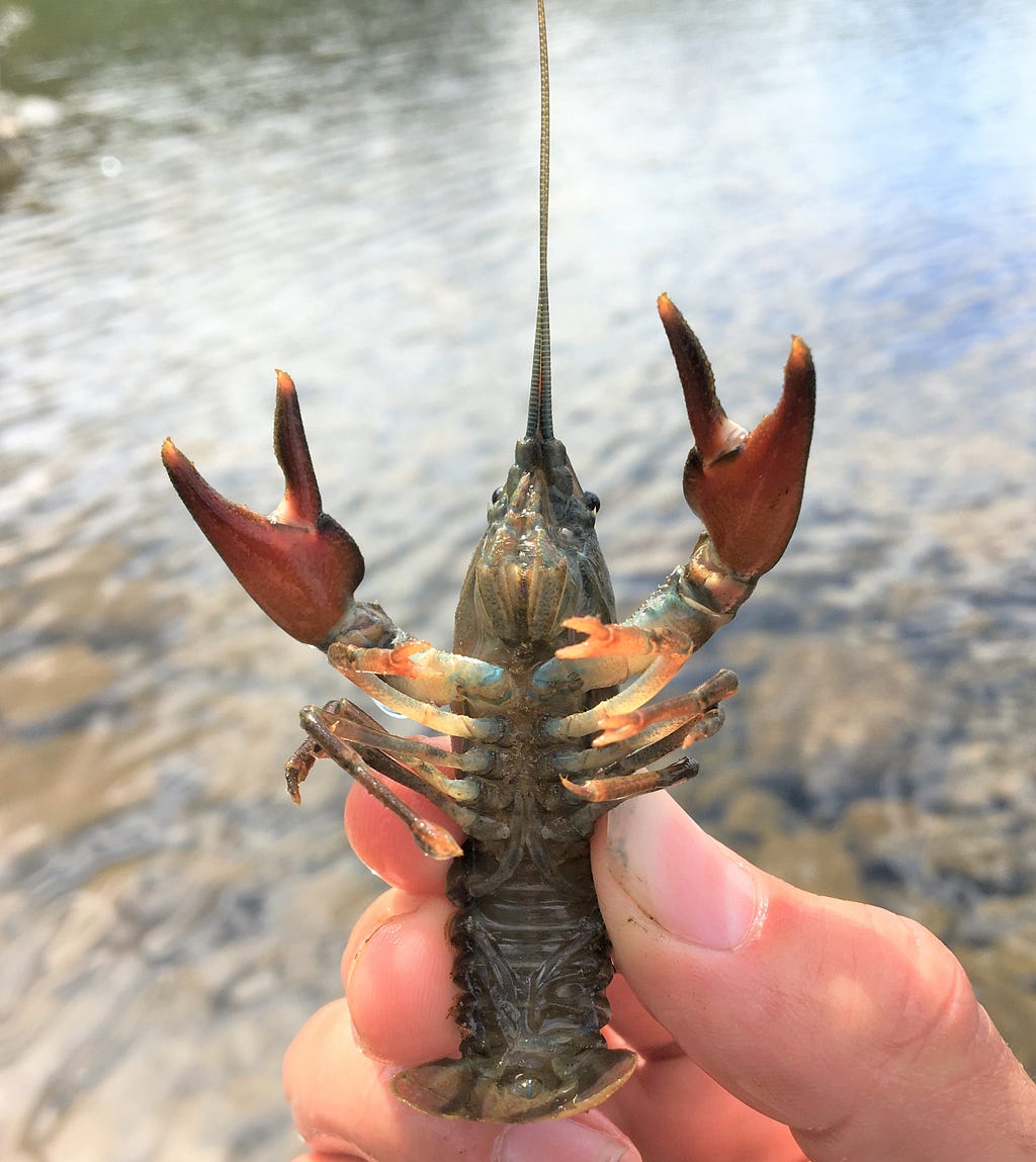 someone holding a crayfish