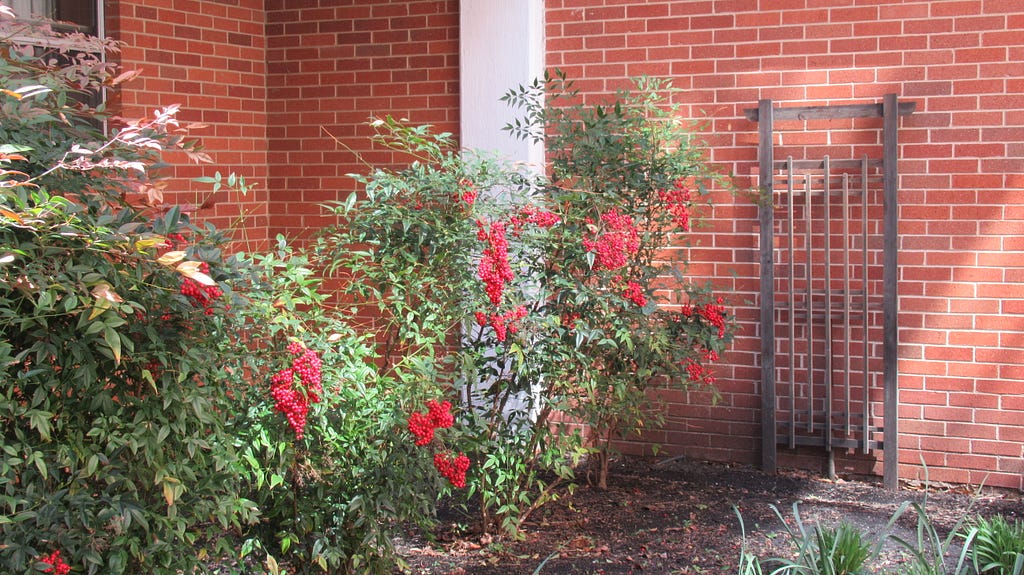 Large bushes with huge clumps of orange/red berries along a brick wall