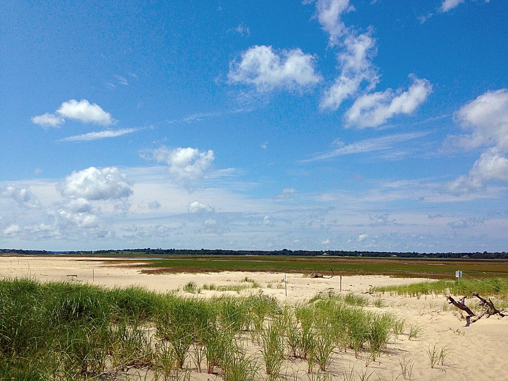 Cape Cod National Seashore beaches and nearby waters provide critical resources to a large proportion of the entire roseate tern population.