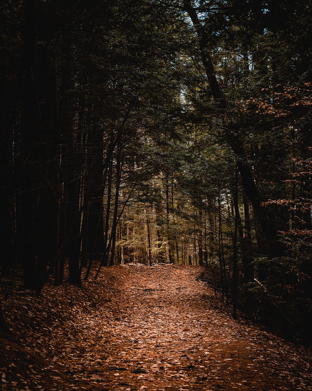 A path in a heavily wooded forest scattered with leaves