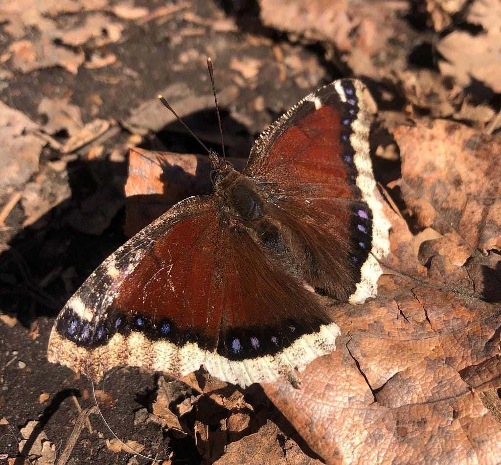 A brown mourning cloak basks in the sun.