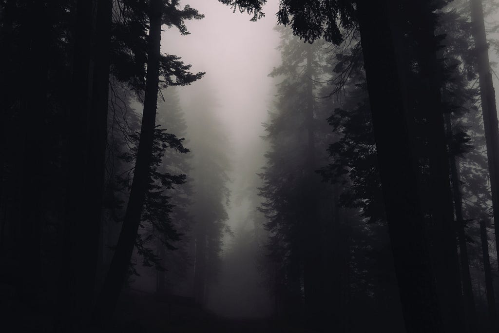 A foggy forest