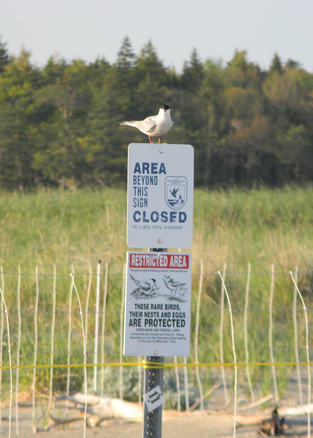 A black and white shorebird sits on a sign that says “Area beyond this sign is closed” and “Restricted area, these rare birds, their nests, and eggs are protected.”