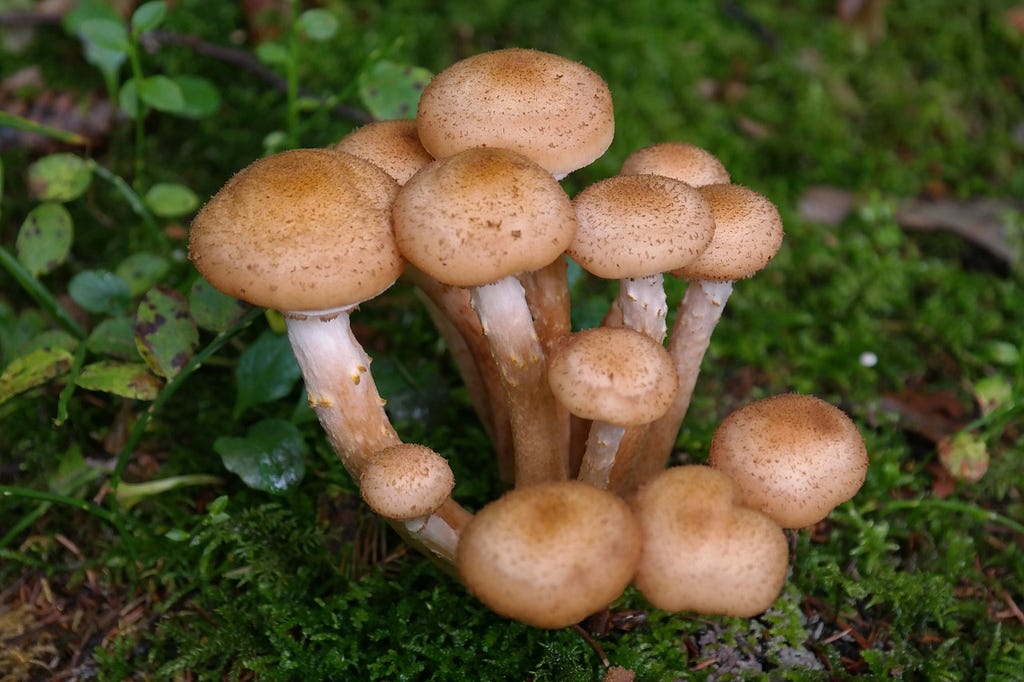 Small honey mushrooms
