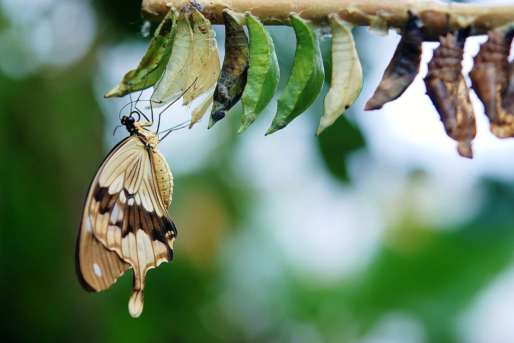 Figure 7. Brown and White Swallowtail Butterfly Under White Green and Brown Cocoon in Shallow Focus Lens.