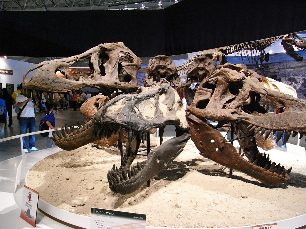 A display of several Tyrannosaurus rex skulls at a museum exhibit. The skulls are arranged on a circular sandy base, showcasing their large, sharp teeth and massive jaws. Visitors, including adults and children, are seen observing the exhibit in the background. The setting is well-lit, with informative signs and panels visible around the display.