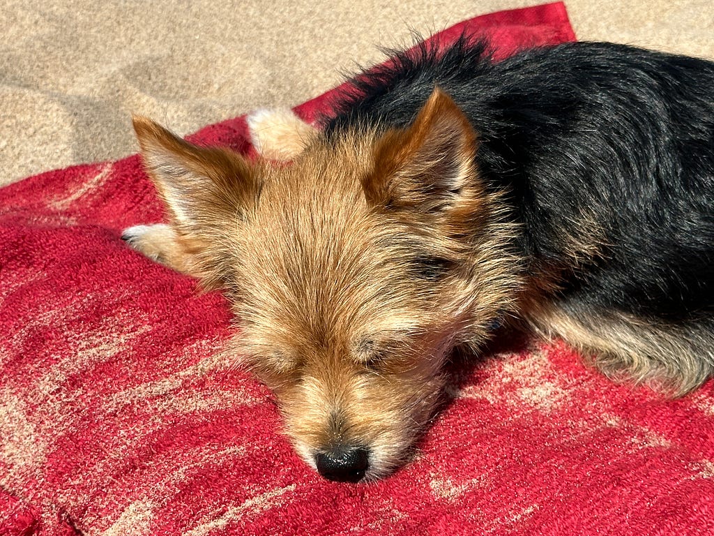 Small dog on a beach towel