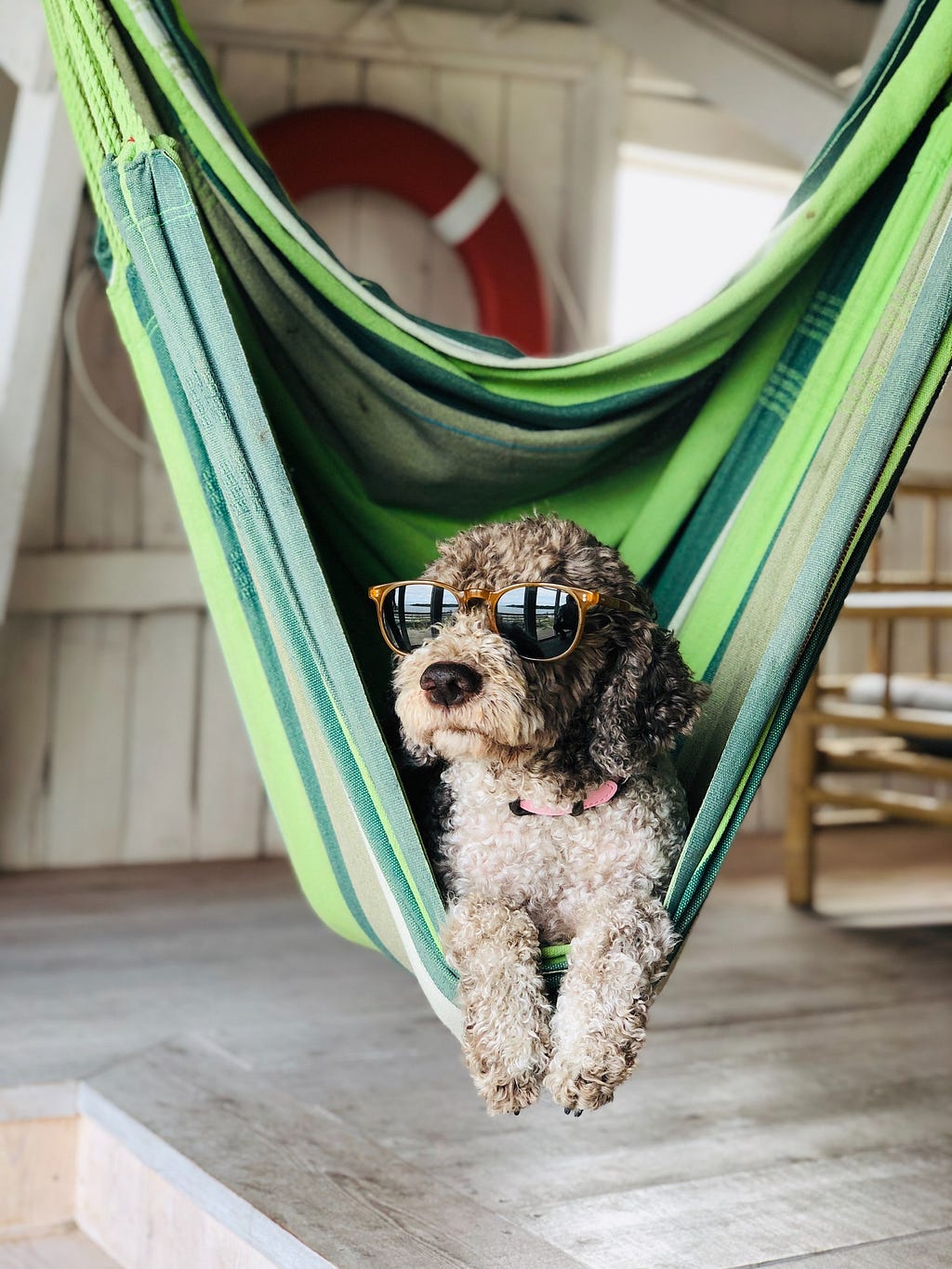 A small poodle-mix dog looks cool wearing some sunglasses while chiling out in a green-striped hammock.