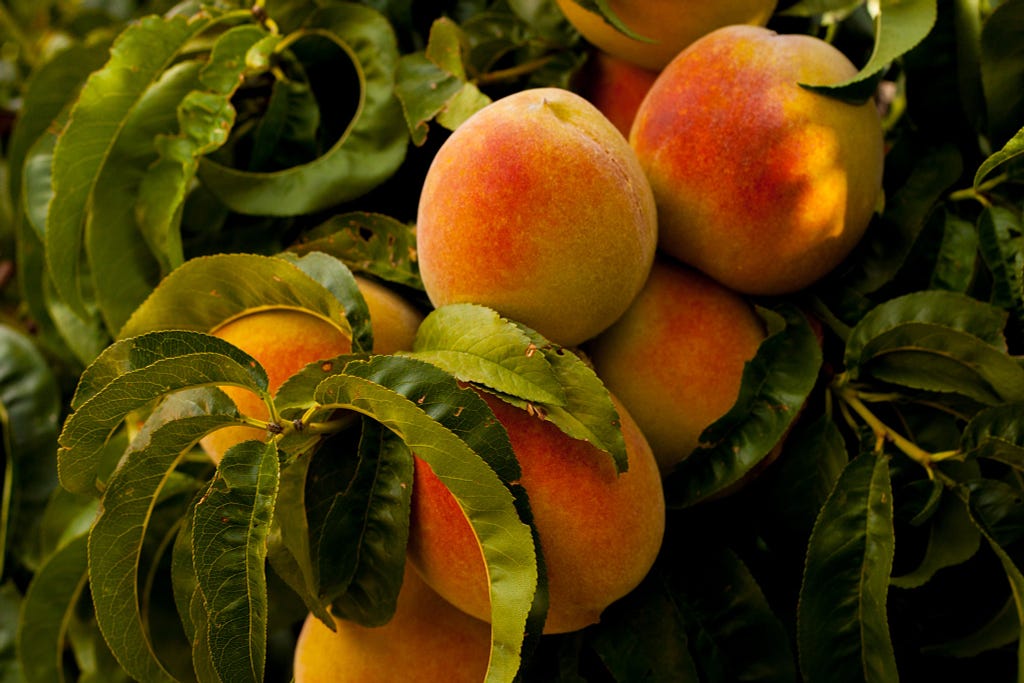 Peach tree